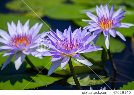 Asia, Taiwan, Tainan White River Lotus Asia, Taiwan, Tainan Lotus 47619140