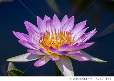 亞洲臺灣臺南白河蓮花Asia, Taiwan, Tainan Lotus 47619155