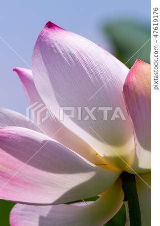 亞洲臺灣臺南白河蓮花Asia, Taiwan, Tainan Lotus 47619176