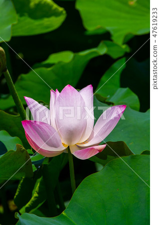 亞洲臺灣臺南白河蓮花Asia, Taiwan, Tainan Lotus 47619233