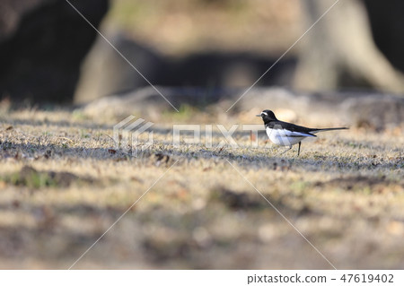 黑背w 黑背w 47619402