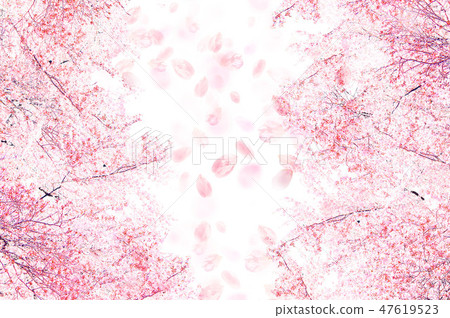 A gentle cherry tree A gentle cherry tree 47619523