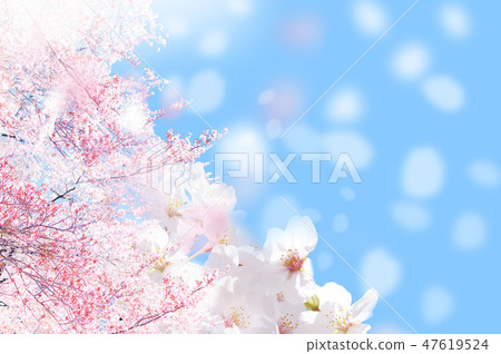 A gentle cherry tree A gentle cherry tree 47619524