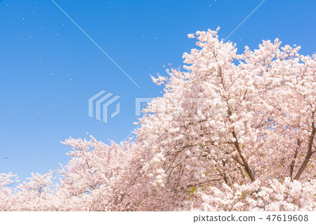 Kumagaya cherry blossoms in full bloom 47619608