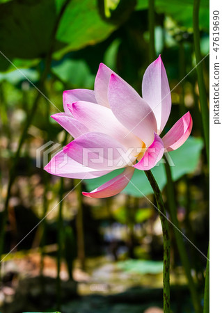 亞洲臺灣臺南白河蓮花Asia, Taiwan, Tainan Lotus 47619690