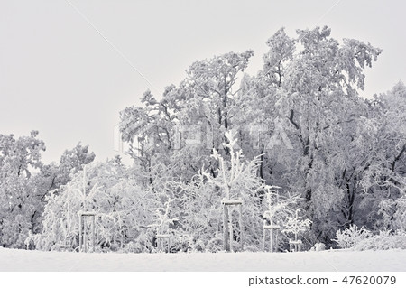 Winter landscape-frosty trees in the forest.Nature 47620079