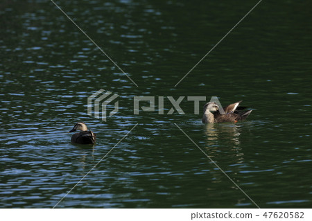 鴨 鴨 47620582