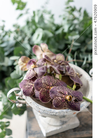 Japanese Wanda Orchid, dark purple. Bunch unusual in glass vase. Bouquet flowers on light and green 47620909