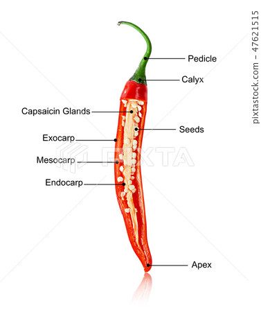 nutrients of chilli. 47621515