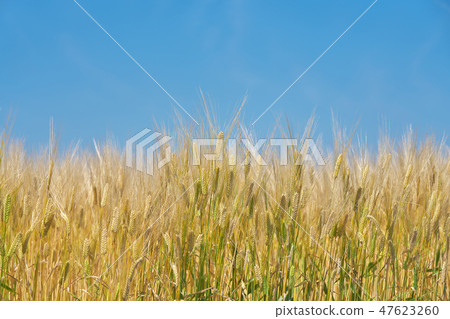 湖國家的啤酒麥田 47623260