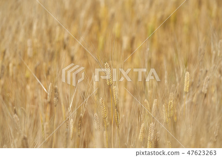 湖國家的啤酒麥田 湖國家的啤酒麥田 47623263