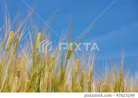 湖國家的啤酒麥田 47623299