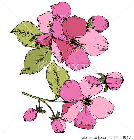 Vector Apple blossom floral botanical flower. Pink and green engraved ink art. Isolated flowers 47623947