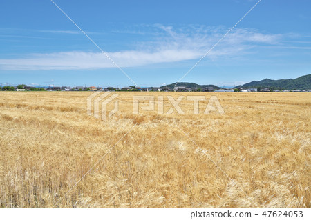 湖國家的啤酒麥田 47624053