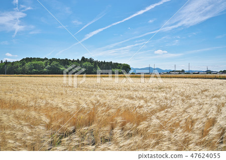 Beer wheat field of lake country Beer wheat field of lake country 47624055