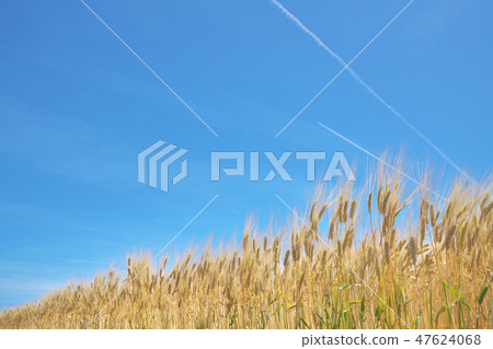 Beer wheat field of lake country 47624068
