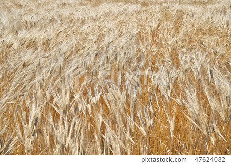 Beer wheat field of lake country Beer wheat field of lake country 47624082