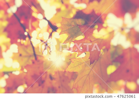 Autumn leaves in beautiful fall park. 47625061