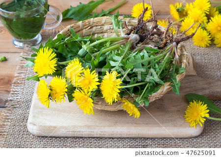 Whole dandelion plants with roots in a basket Whole dandelion plants with roots in a basket 47625091