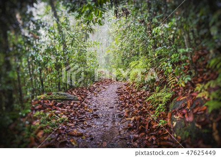 Green tropical jungle.Palm tree leaves. 47625449