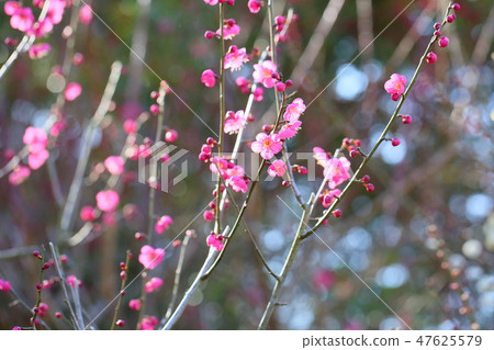 Plum blossom single cold 47625579