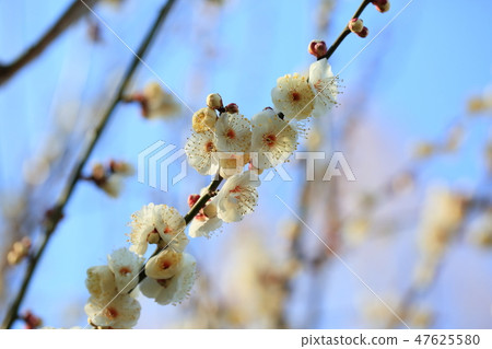 梅花虎尾 47625580