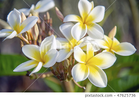 Plumeria flowers 47625736
