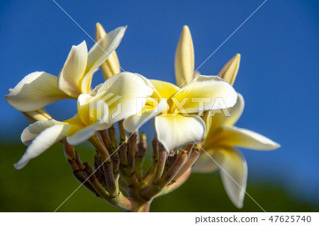 Plumeria flowers 47625740