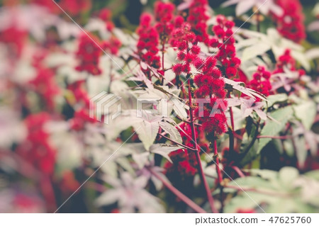 Castor oil plant with red prickly fruits  47625760