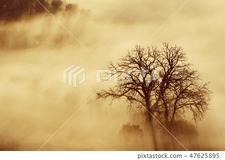 Single tree in the fog 47625895