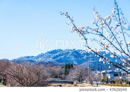 開花的李子花和早期的雪Mt. Takao 開花的李子花和早期的雪Mt. Takao 47626049
