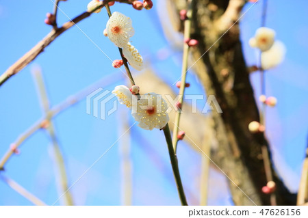 梅花白梅花雙 47626156