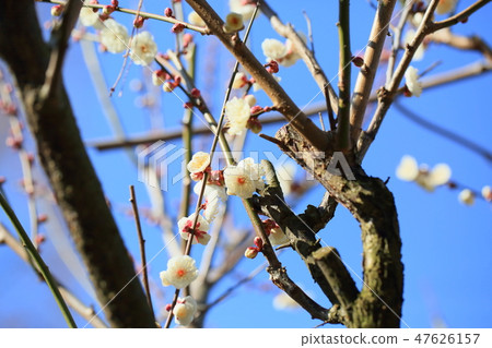 梅花白梅花雙 47626157