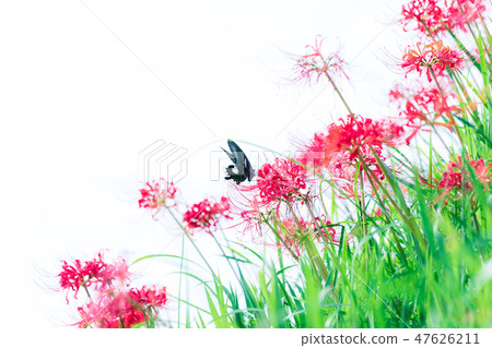 Higanki flower and butterfly 47626211