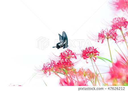 Higanki flower and butterfly 47626212