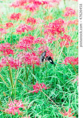 Higanki花和蝴蝶 Higanki花和蝴蝶 47626458