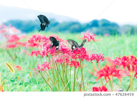 Higanki花和蝴蝶 Higanki花和蝴蝶 47626459