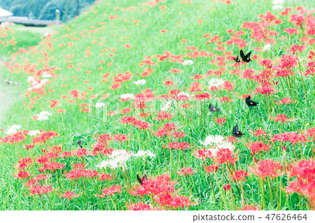 Higanki flower and butterfly 47626464