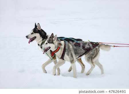 The Two husky dogs in snow The Two husky dogs in snow 47626491
