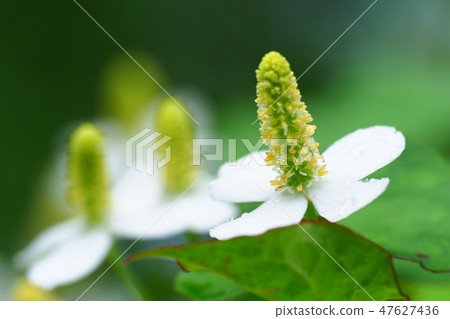 Dokudami花(雨後) Dokudami花(雨後) 47627436
