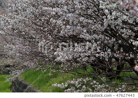 Kuril Cherry Blossoms Manufacturer 47627443