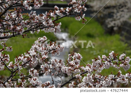 Chishima Sakura 47627444
