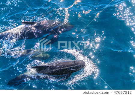 Long-Finned Pilot Whales in the Southern Atlantic Ocean 47627812