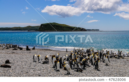 King Penguins on Salisbury plains King Penguins on Salisbury plains 47628006
