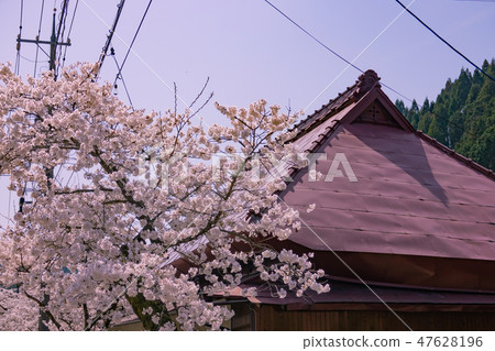 佐世保櫻花 47628196
