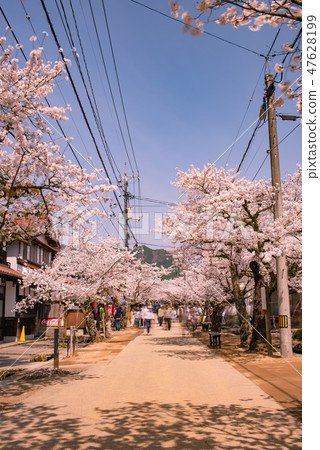 Sasebo cherry tree 47628199
