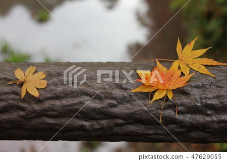 Autumn leaves hunting ☆ ☆ ★ ★ Teruyama maple ☆ ☆ ☆ ☆ 47629055