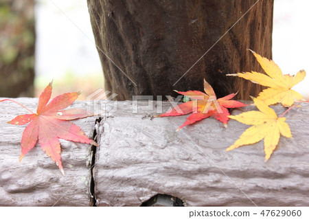 秋葉狩獵☆☆★★Teruyama楓☆☆☆☆ 秋葉狩獵☆☆★★Teruyama楓☆☆☆☆ 47629060