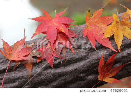 秋葉狩獵☆☆★★Teruyama楓☆☆☆☆ 秋葉狩獵☆☆★★Teruyama楓☆☆☆☆ 47629061