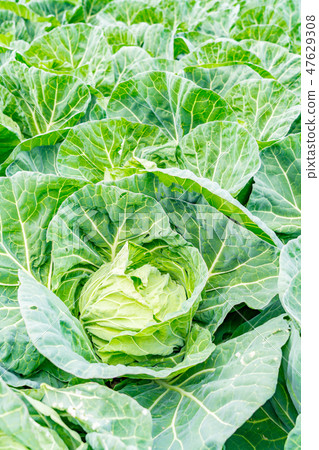 Field image Field image 47629308